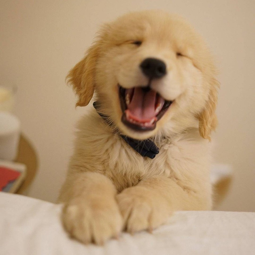 Cute Dog Wallpapers HD app icon