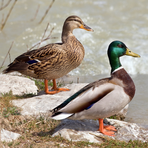 Bird Decoys - European Birds app icon