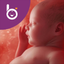 Babelli Schwangerschafts App icon