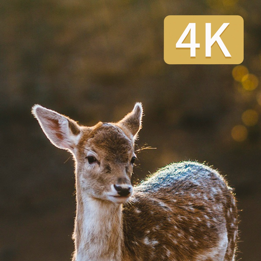 Hunting Camera 4K app icon