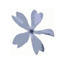 Wild Sweet William's icon