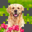Puzzle World - Jigsaw Puzzles icon