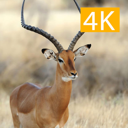Hunting 4K app icon