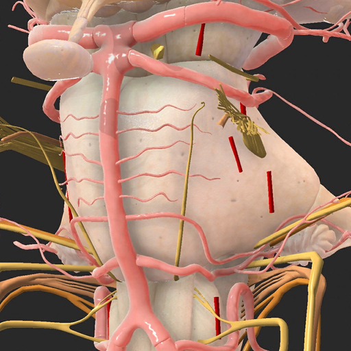 Brainstem and SEZ anatomy app icon