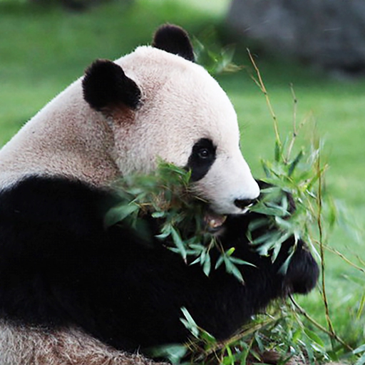 I wanna escape from the panda app icon