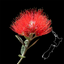 NZ Myrtaceae Key icon