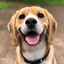 Animal Sounds: Learn & Explore icon