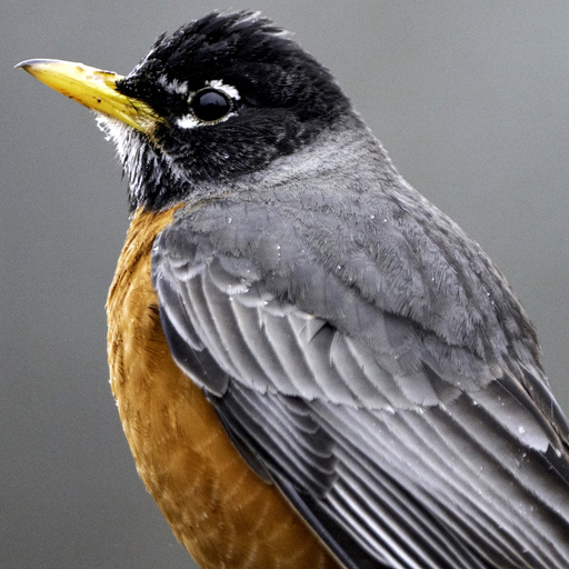 Birds of North America: Sounds app icon
