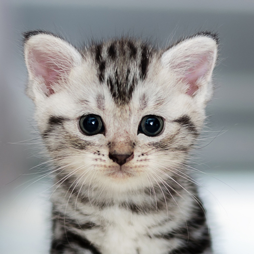 Cute Cat HD Wallpapers app icon