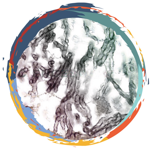 MyIFI app icon