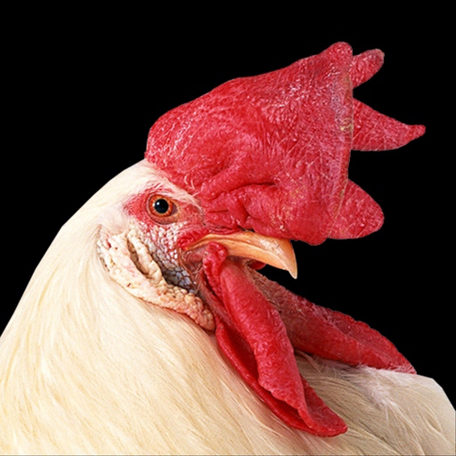 Istana Ayam Tua app icon