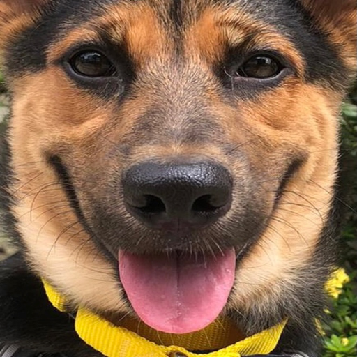 Pet Desensitizer app icon