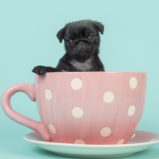 Cute Puppy Wallpapers HD app icon