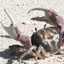 Crabhome icon