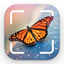 Bug Identifier: Spider icon