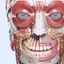 VOKA 3D Anatomy & Physiology icon