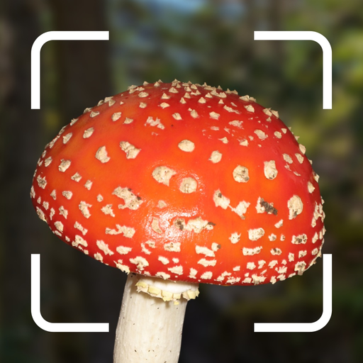 Mushroom Identification. app icon