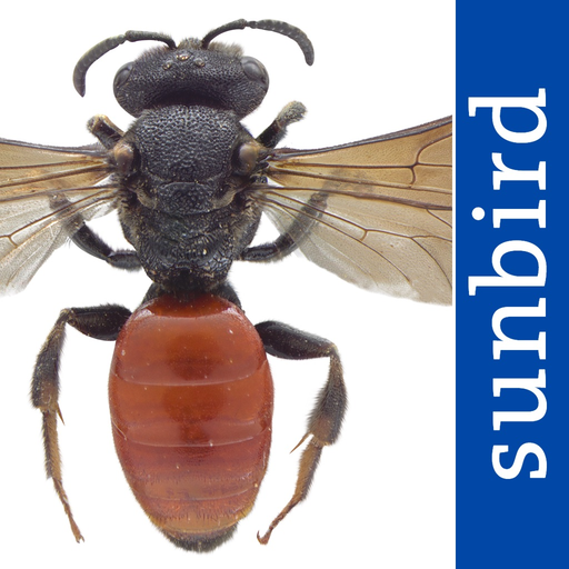 Wildbienen Id BienABest app icon