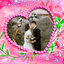 Anniversary Photo Frames icon