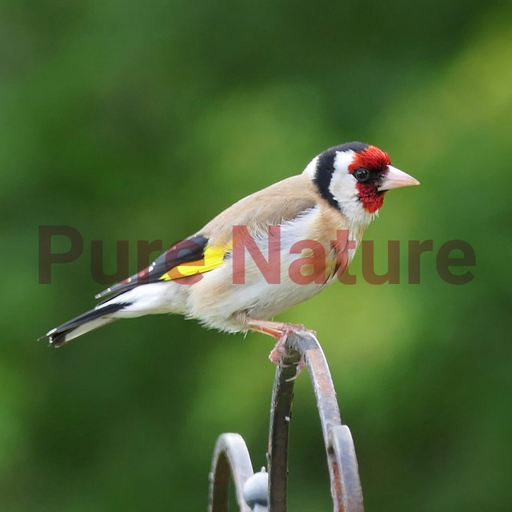 Bird Sounds - Pure Nature app icon