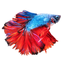 Betta Fish - Virtual Aquarium icon