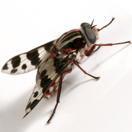 On The Fly app icon