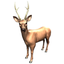 Zookidi-3D icon
