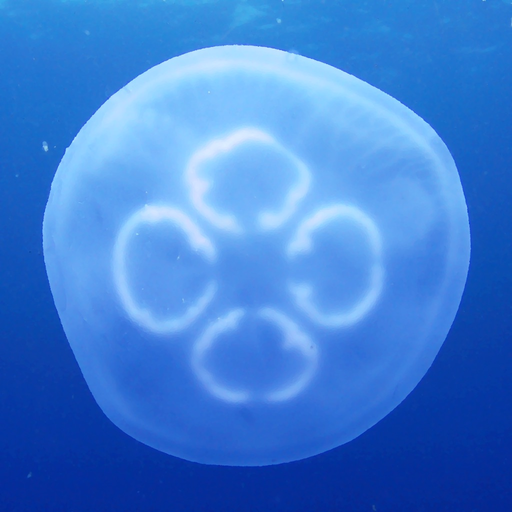 Jellyfish AR/VR 2 app icon