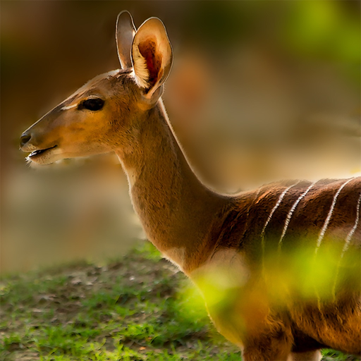 Trail Camera Pro app icon