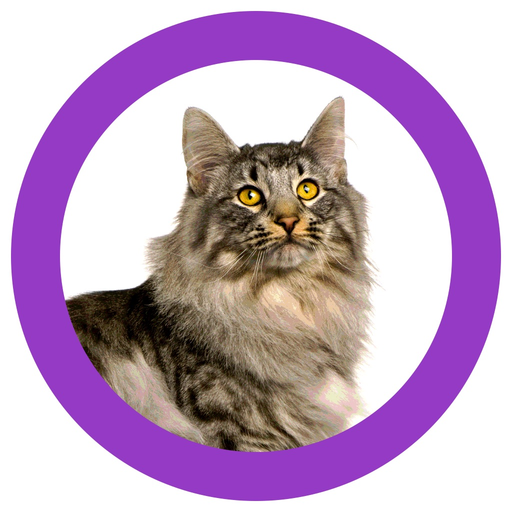 Cat Show 360 app icon