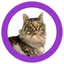 Cat Show 360 icon