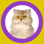 Cat Show 360x icon