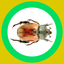 InsectSpider Quest 360x icon