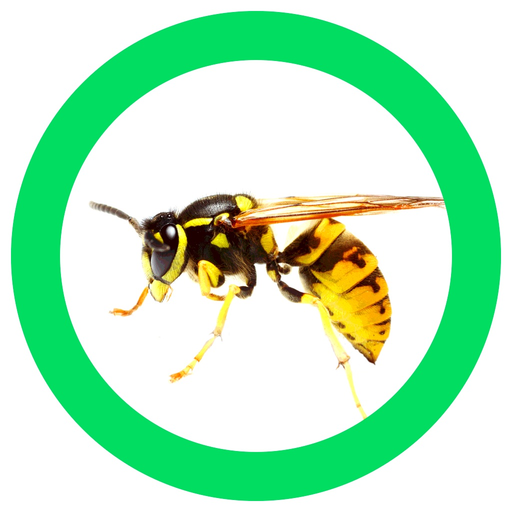 InsectSpider Quest 360 app icon