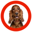Dog Show 360 icon
