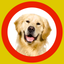 Dog Show 360x icon