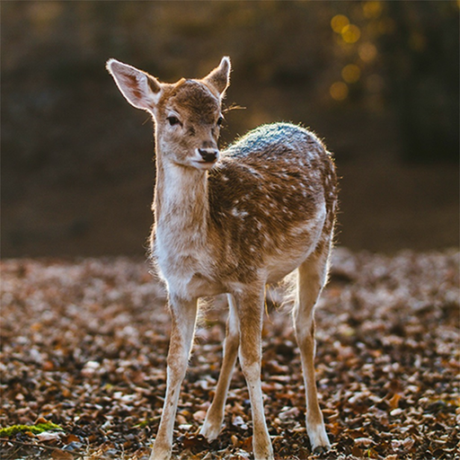 Game Camera Pro app icon