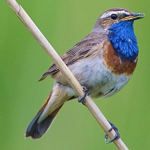 UK Birds Sounds Pro app icon