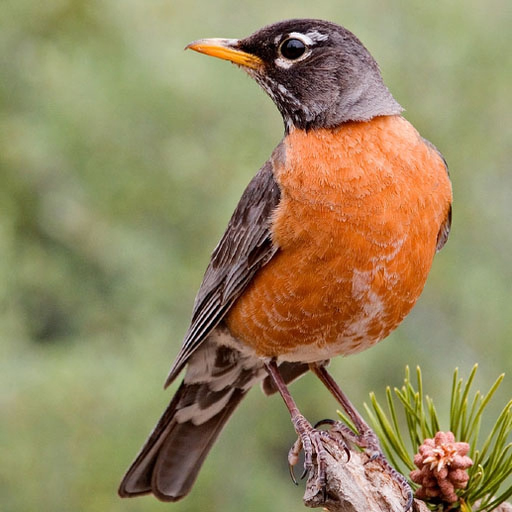 American Birds Sounds Pro app icon