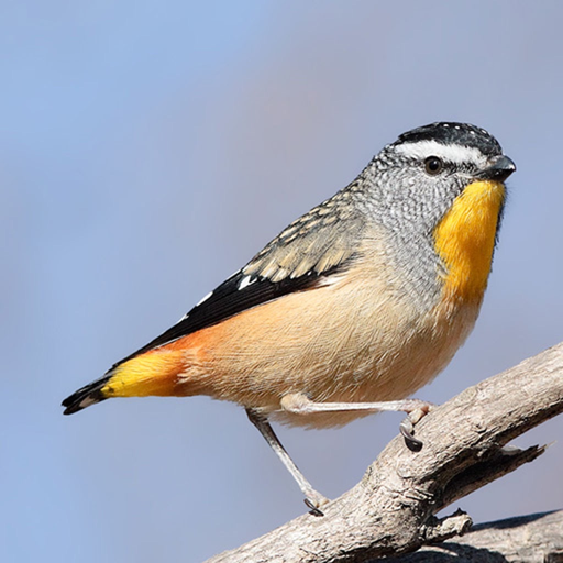 Australian Birds Sounds Pro app icon