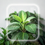 Plant Identifier, Plant Care icon