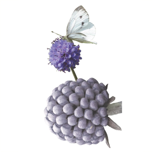 AR Biodiversity app icon