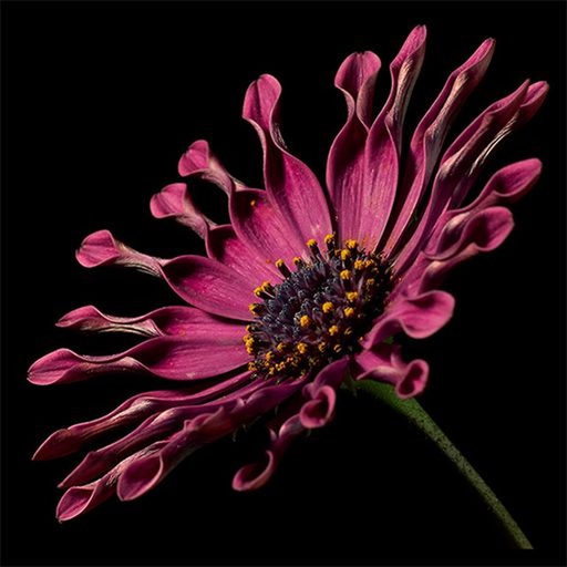 Incomparable Flowers app icon