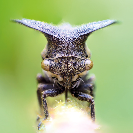 TapADot-Bugs app icon