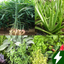 Medicinal herbs identification icon