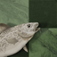 Stockfish Chess icon
