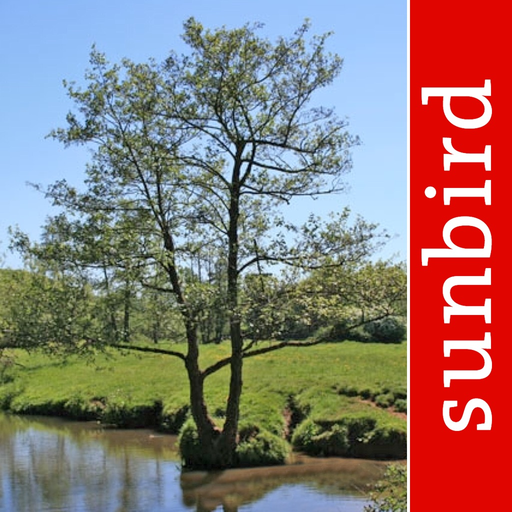 Tree Id identify UK trees app icon