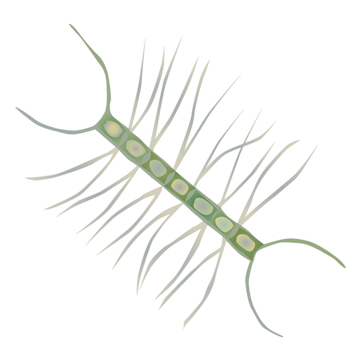 Phyto app icon