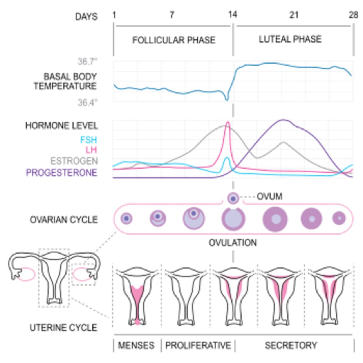 Basal Body Temperature Calc. app icon