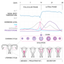 Basal Body Temperature Calc. icon